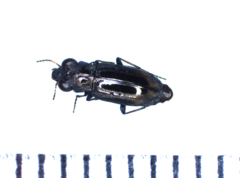 Notiophilus quadripunctatus