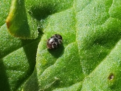 Paranovelsis perplexus