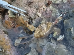 Charybdis japonica