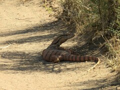 Varanus griseus caspius
