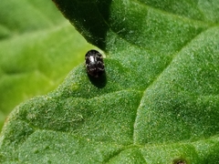 Paranovelsis perplexus