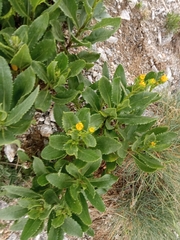 Senecio pyrenaicus