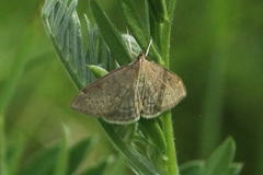 Anania fuscalis