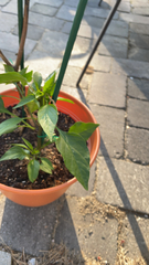 Capsicum annuum annuum