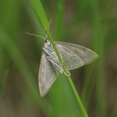 Anania fuscalis