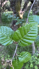 Betula utilis albosinensis