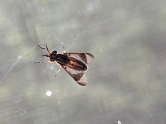 Chrysops univittatus