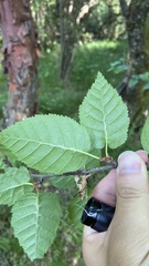 Betula utilis albosinensis