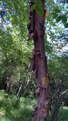 Betula utilis albosinensis