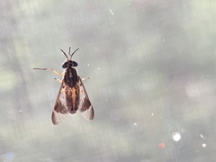 Chrysops univittatus