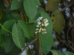 Derris trifoliata