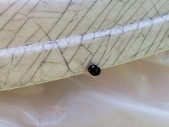 Brachiacantha ursina