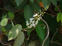 Derris trifoliata