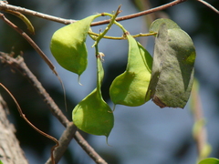 Derris trifoliata