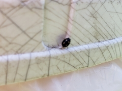 Brachiacantha ursina