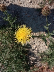 Centaurea collina