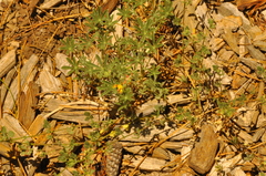 Acmispon decumbens decumbens