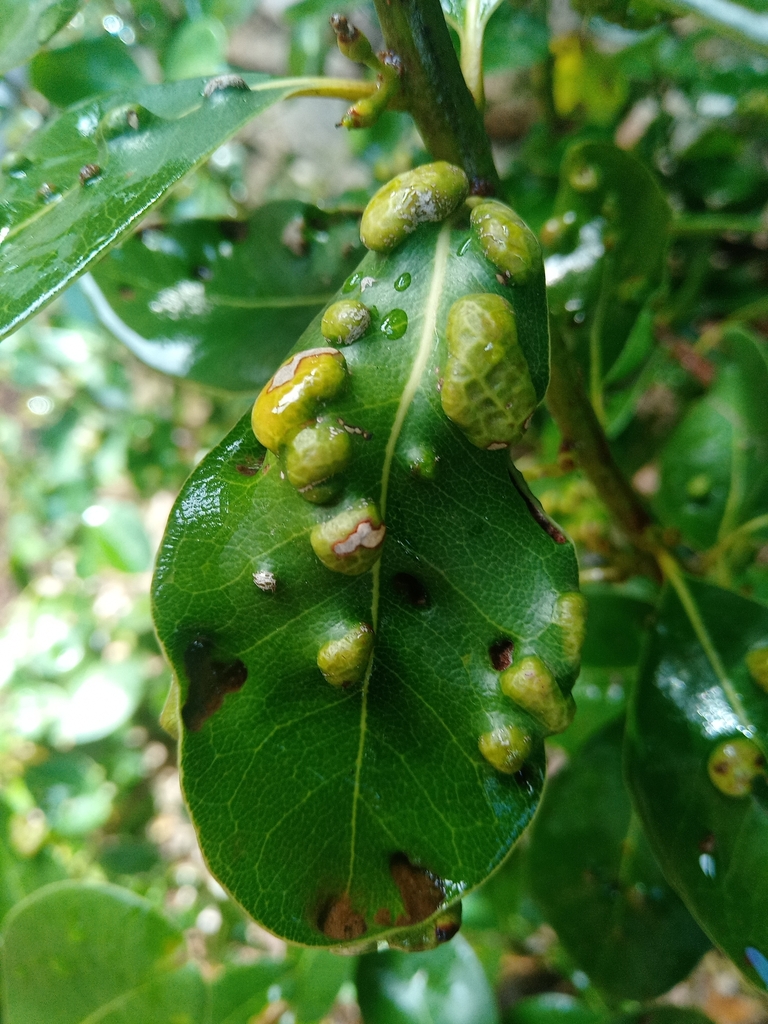 White Milkwood Gall Mite