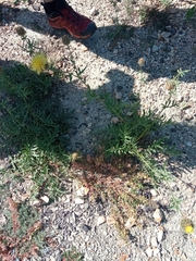 Centaurea collina