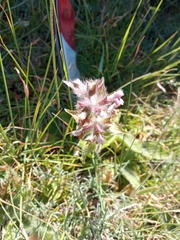 Stachys heraclea