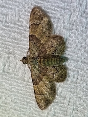 Gymnoscelis derogata