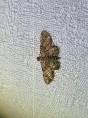 Gymnoscelis derogata