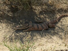 Varanus griseus caspius