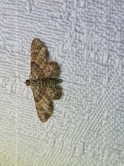 Gymnoscelis derogata