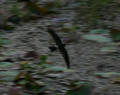 Aerodramus terraereginae