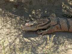 Varanus griseus caspius