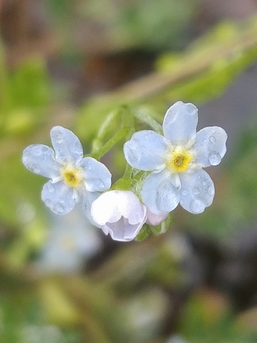 Image of Myosotis stolonifera by (c) Vítor Jorge, some rights reserved (CC BY)