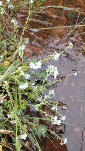 Myosotis stolonifera image