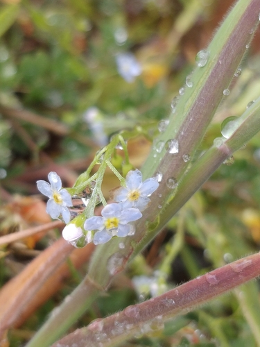 Image of Myosotis stolonifera by (c) Vítor Jorge, some rights reserved (CC BY)