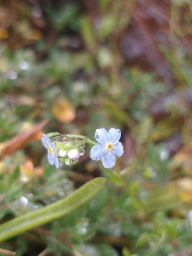 Image of Myosotis stolonifera by (c) Vítor Jorge, some rights reserved (CC BY)