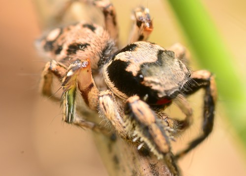 Habronattus coecatus
