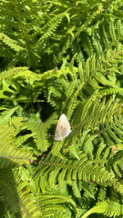 Coenonympha tullia