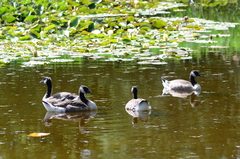 Branta canadensis