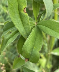 Colletotrichum lupini