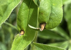 Colletotrichum lupini