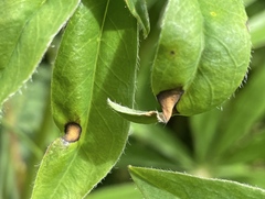 Colletotrichum lupini