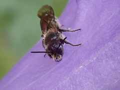 Chelostoma rapunculi