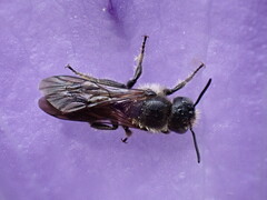 Chelostoma rapunculi