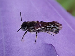 Chelostoma rapunculi