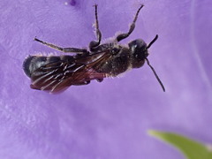 Chelostoma rapunculi