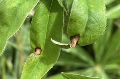Colletotrichum lupini