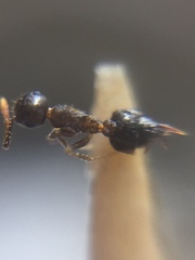Crematogaster rothneyi