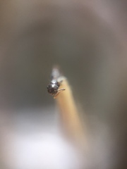 Crematogaster rothneyi