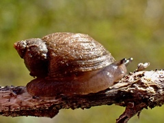 Succinea australis
