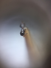 Crematogaster rothneyi