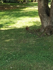 Sciurus vulgaris